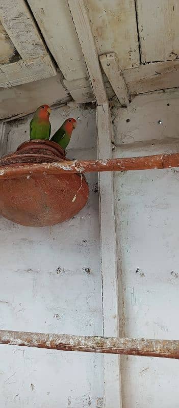 parrots for sale 6