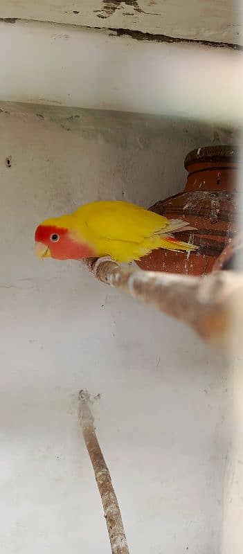 parrots for sale 7