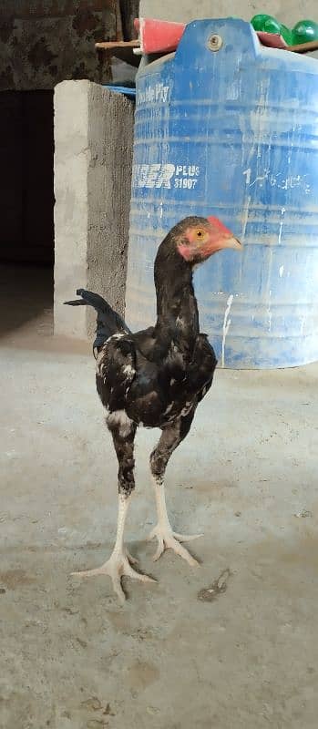 Aseel mianwali Cross n Phulya Breed 2