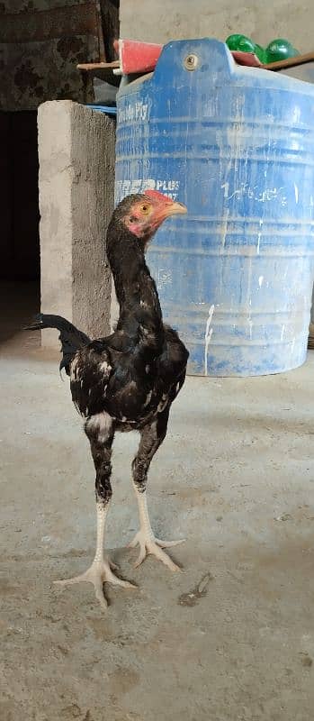 Aseel mianwali Cross n Phulya Breed 3