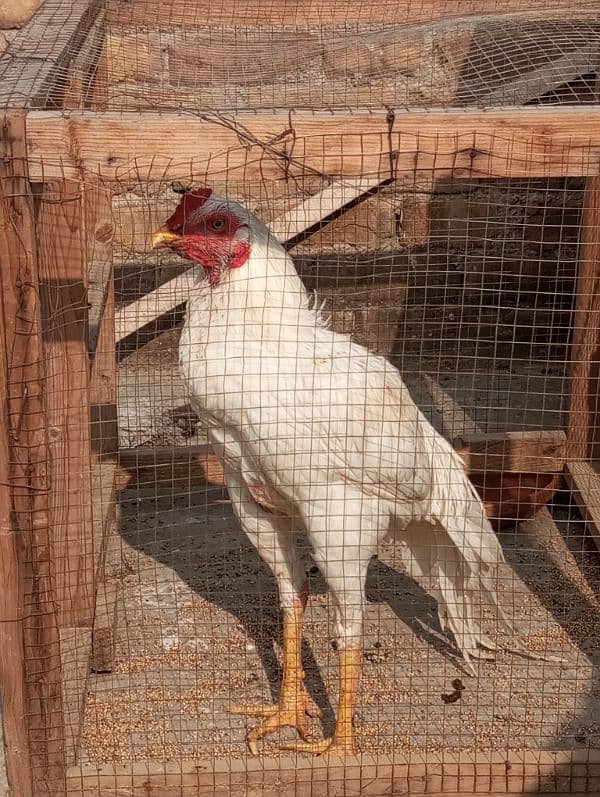 aseel white roster age 9 month full vaccinated 03428073789 1