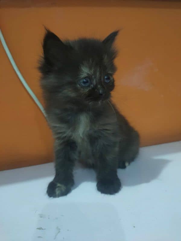 Persian kittens available for sale 4