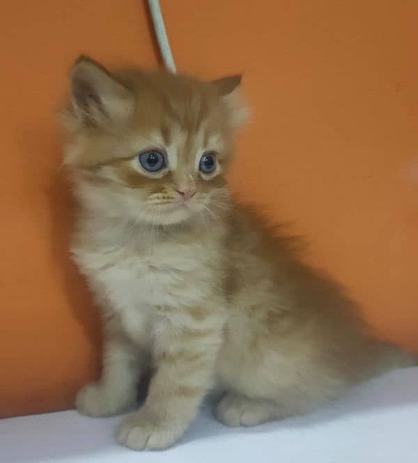 Persian kittens available for sale 5