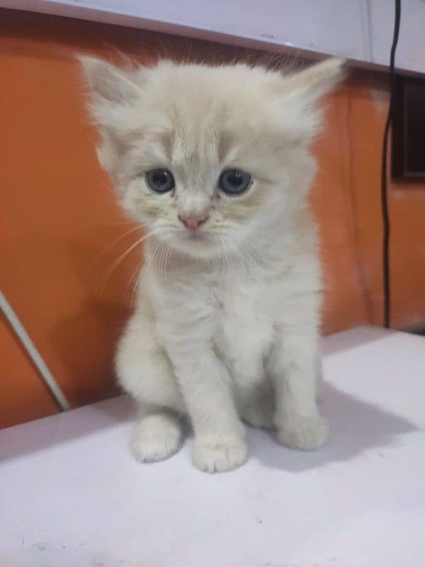 Persian kittens available for sale 6