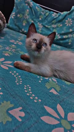 siamese kitten (female)