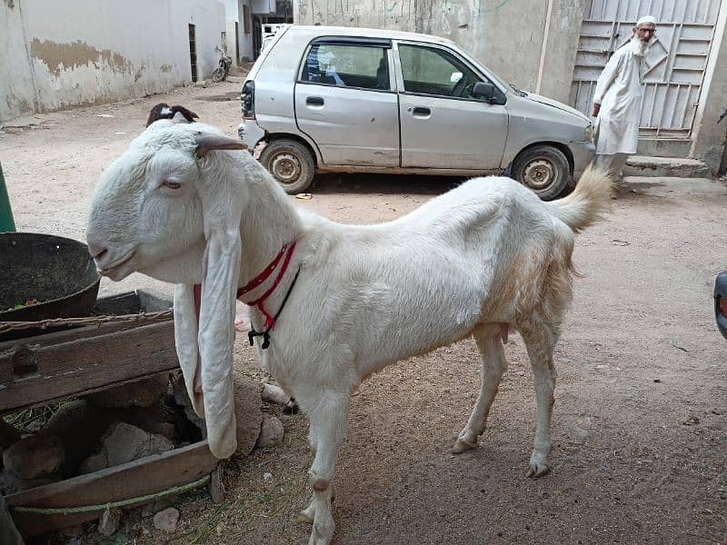 Gulabi Bakri 1