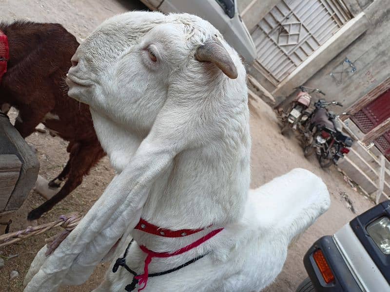 Gulabi Bakri 2