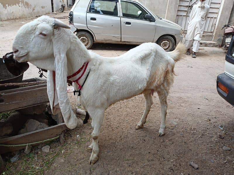 Gulabi Bakri 3