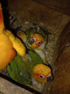 Sunconure