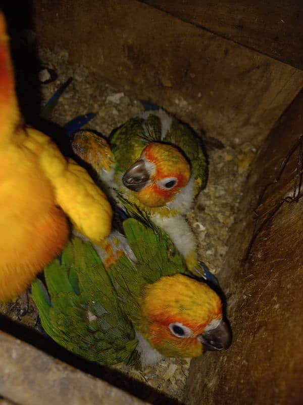 Sunconure chiks 0