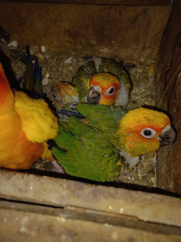 Sunconure chiks 1