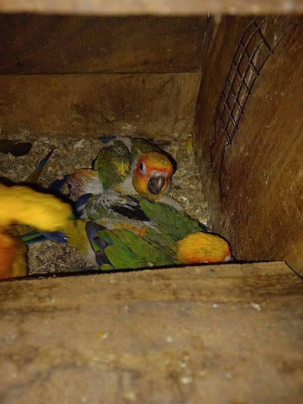 Sunconure chiks 2