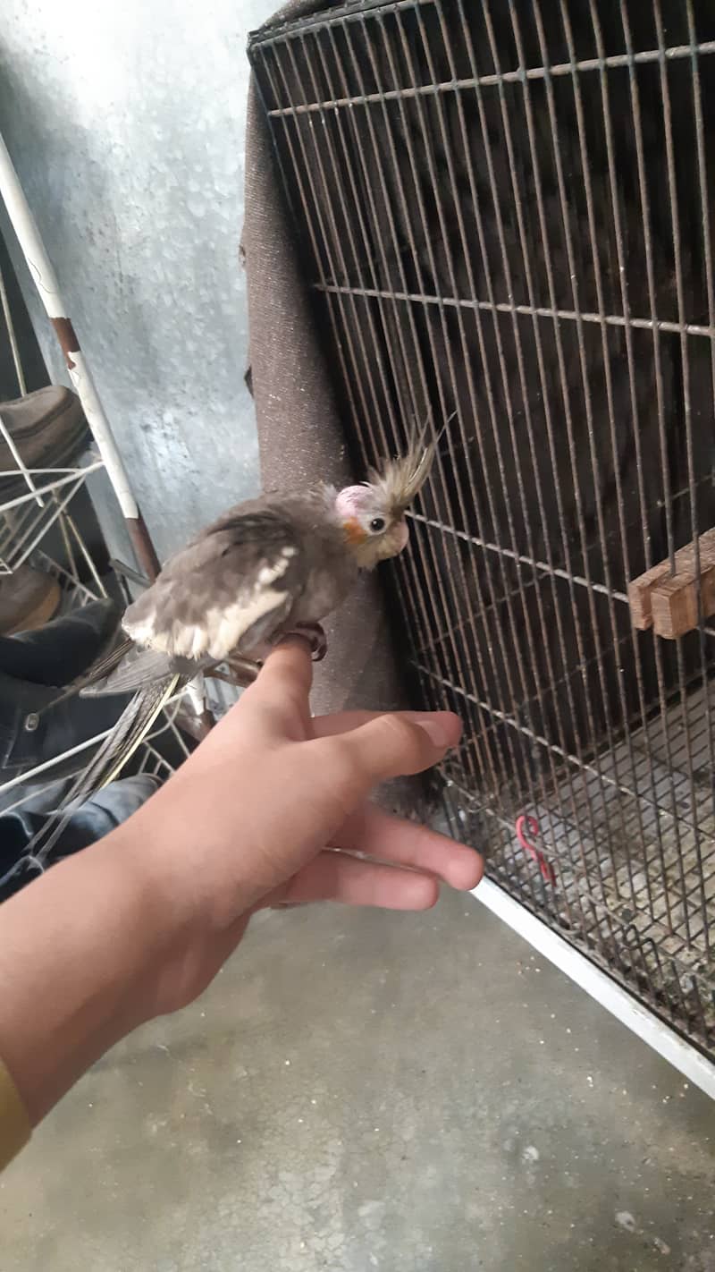 hand tame cocktail for sale 3