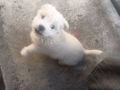 Maltese Puppy