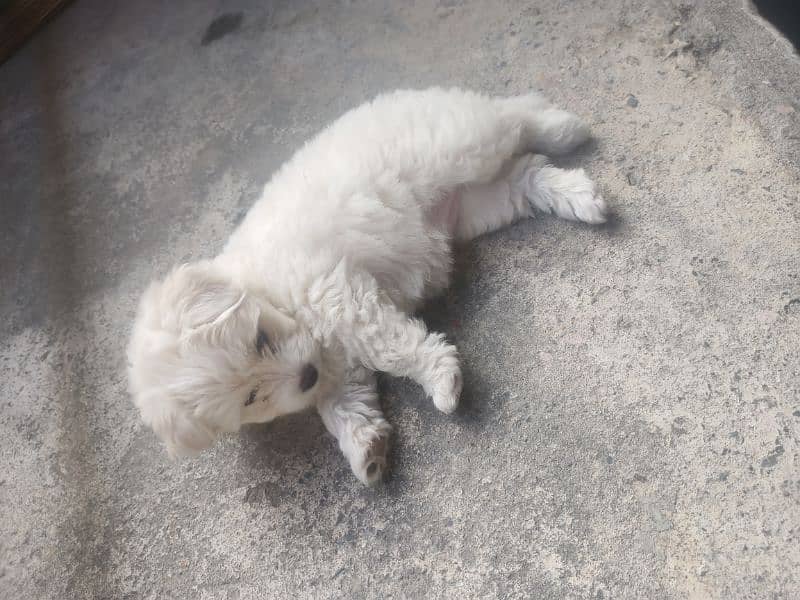 Maltese Puppy 4