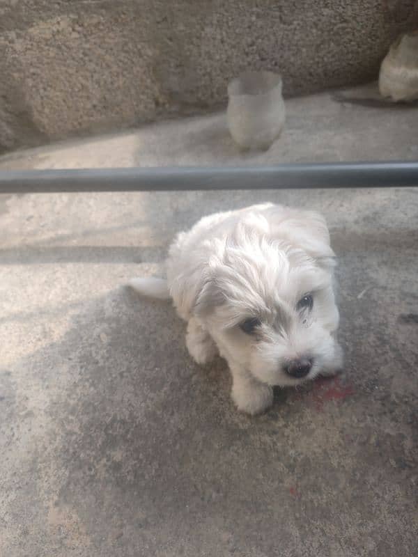 Maltese Puppy 5