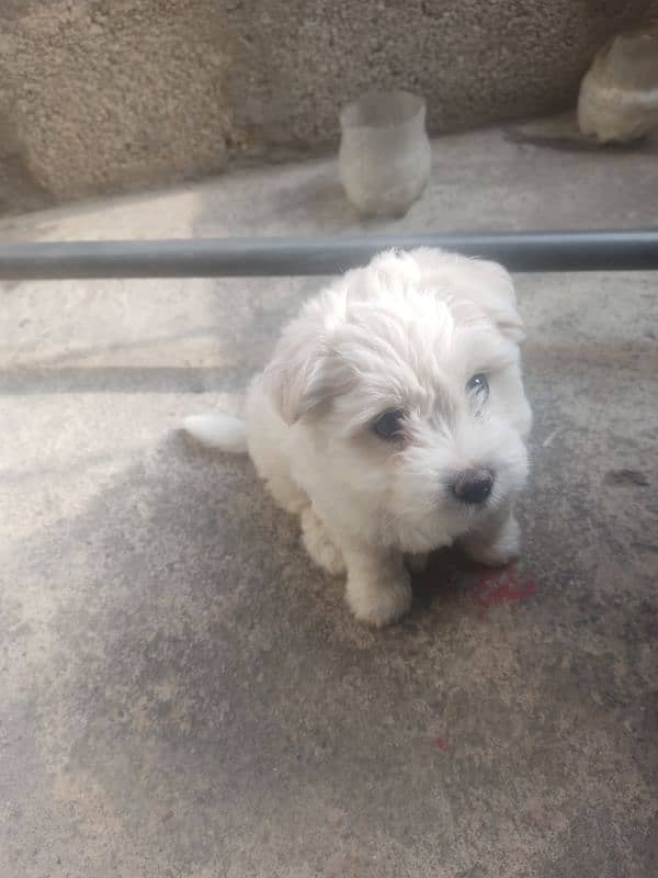 Maltese Puppy 6