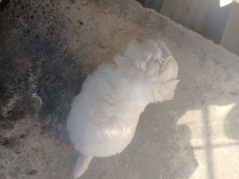 Maltese Puppy 7