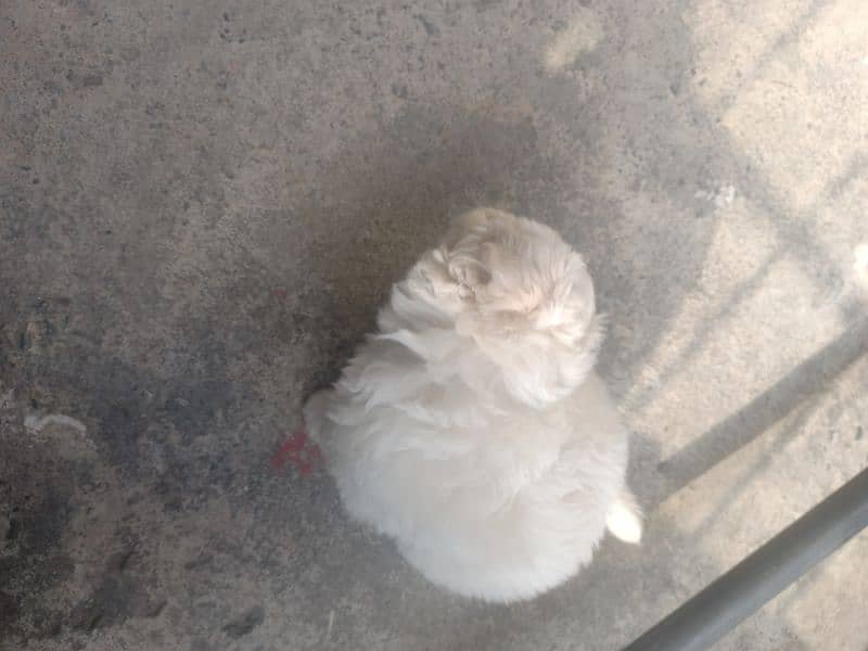 Maltese Puppy 9