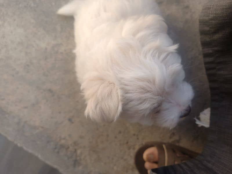 Maltese Puppy 10