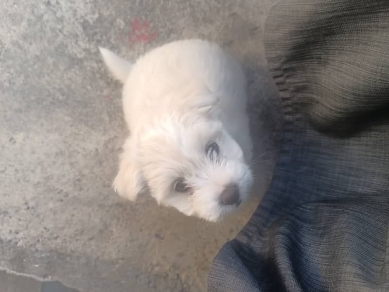 Maltese Puppy 11