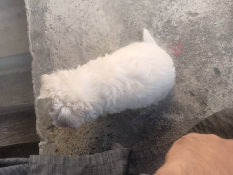 Maltese Puppy 12