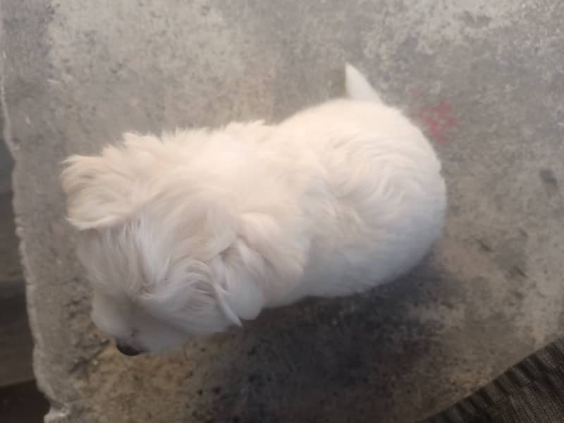 Maltese Puppy 14