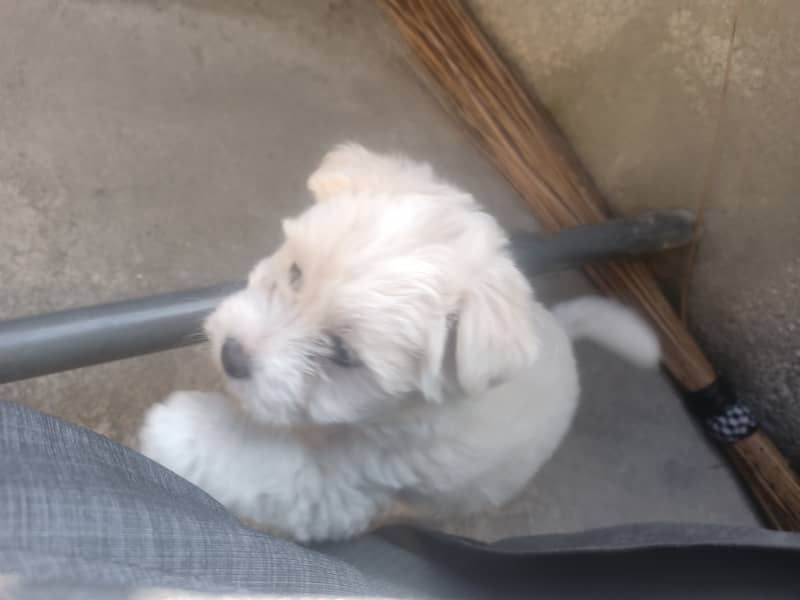 Maltese Puppy 15