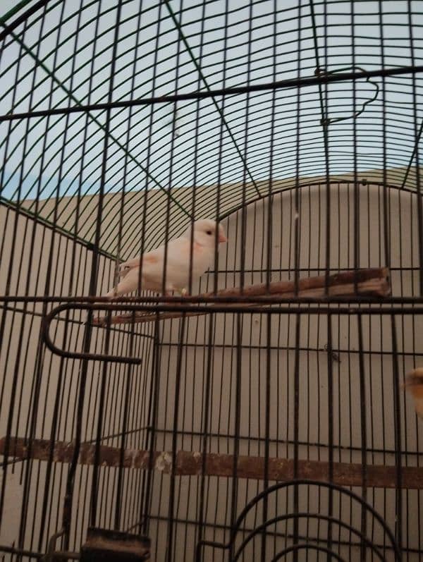 white canaries breeder pair 0