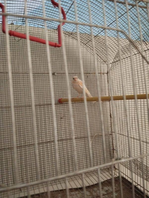 white canaries breeder pair 1