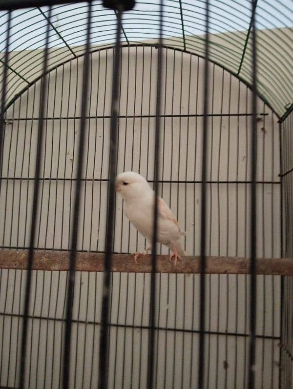 white canaries breeder pair 3