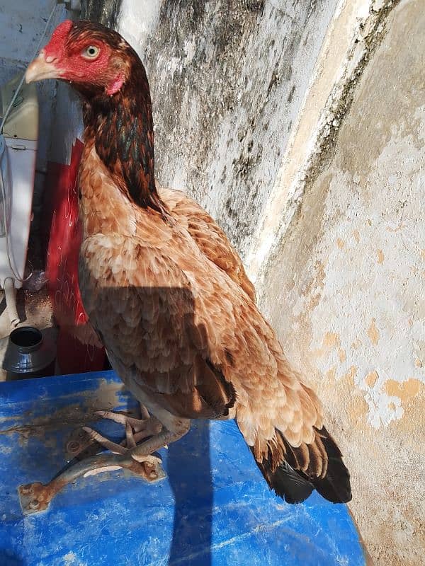 aseel hen forsale aseel murgi 0