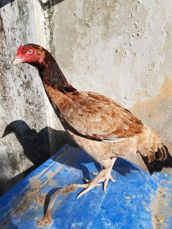 aseel hen forsale aseel murgi 1