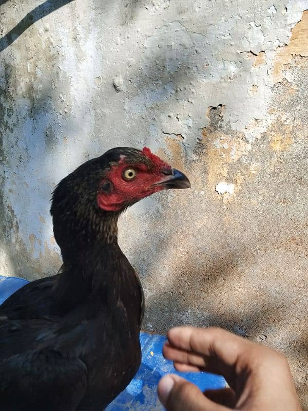 aseel hen forsale aseel murgi 4