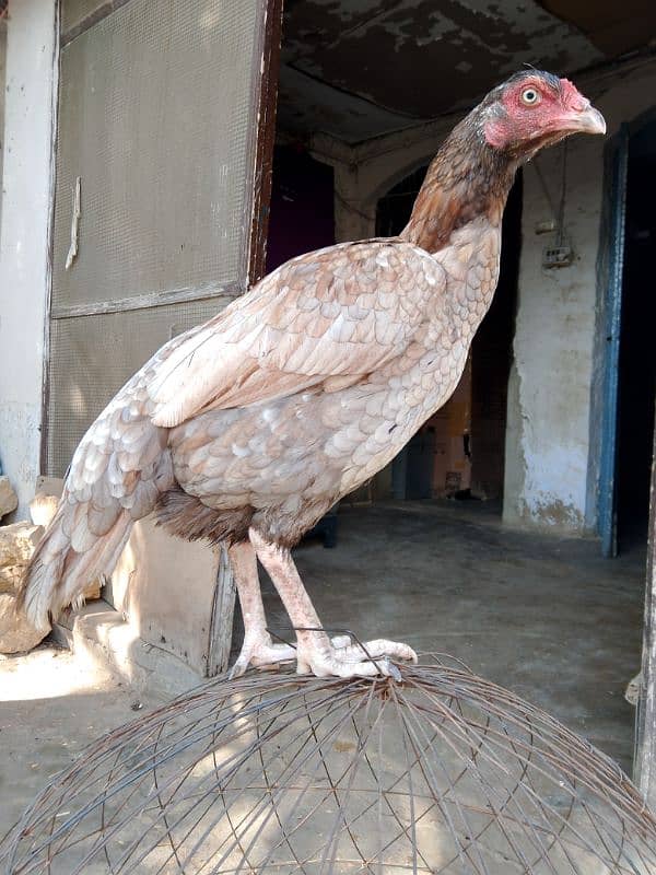 aseel hen forsale aseel murgi 6