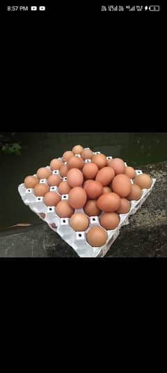 eggs available