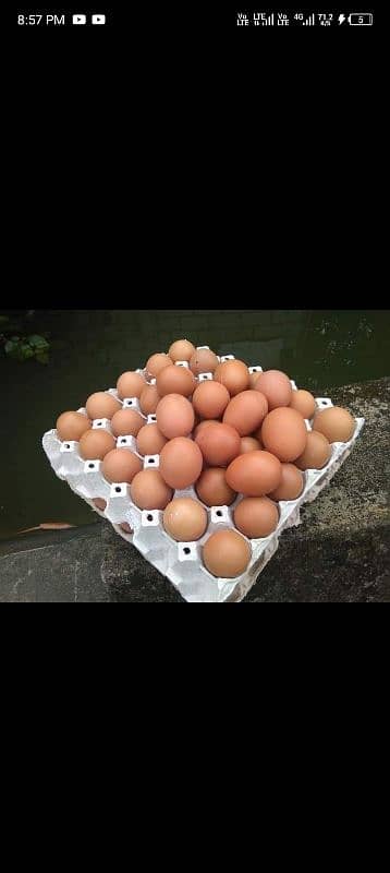 eggs available 0