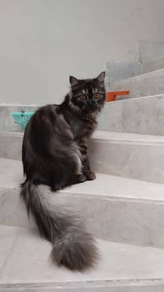 Persian Male Cat