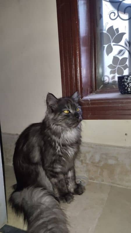 Persian Male Cat 1