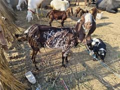 bakri for sale