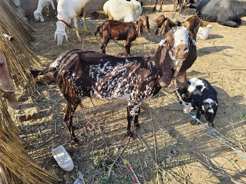 bakri for sale 0