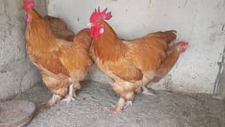 Golden and White buff Roosters