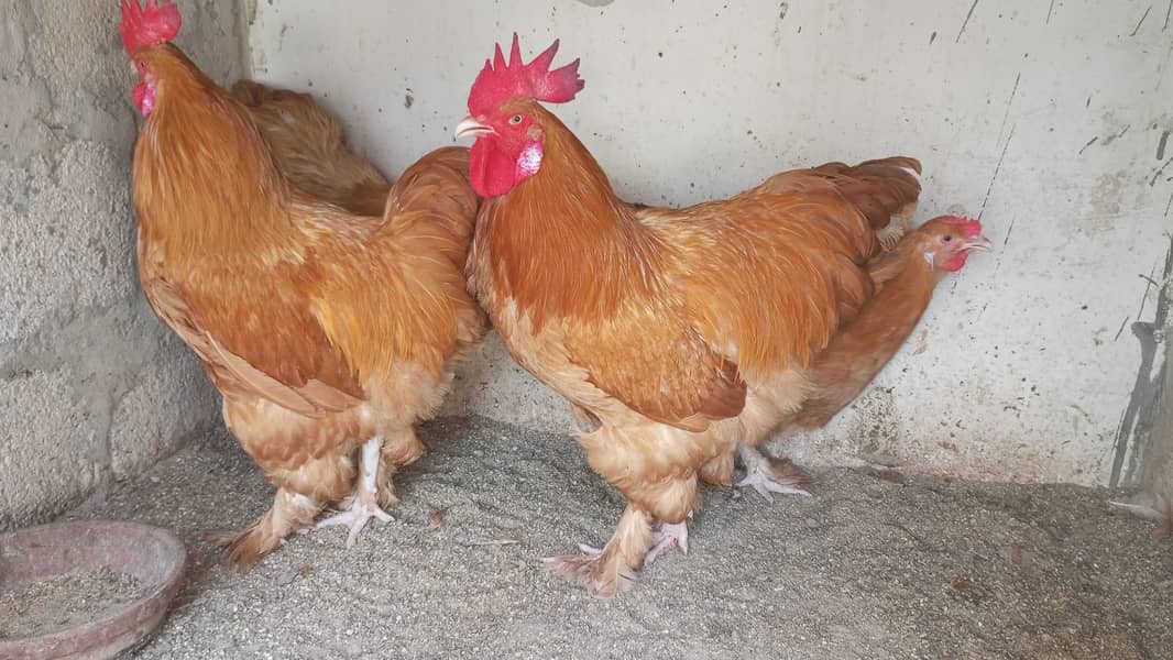 Golden and White buff Roosters 0