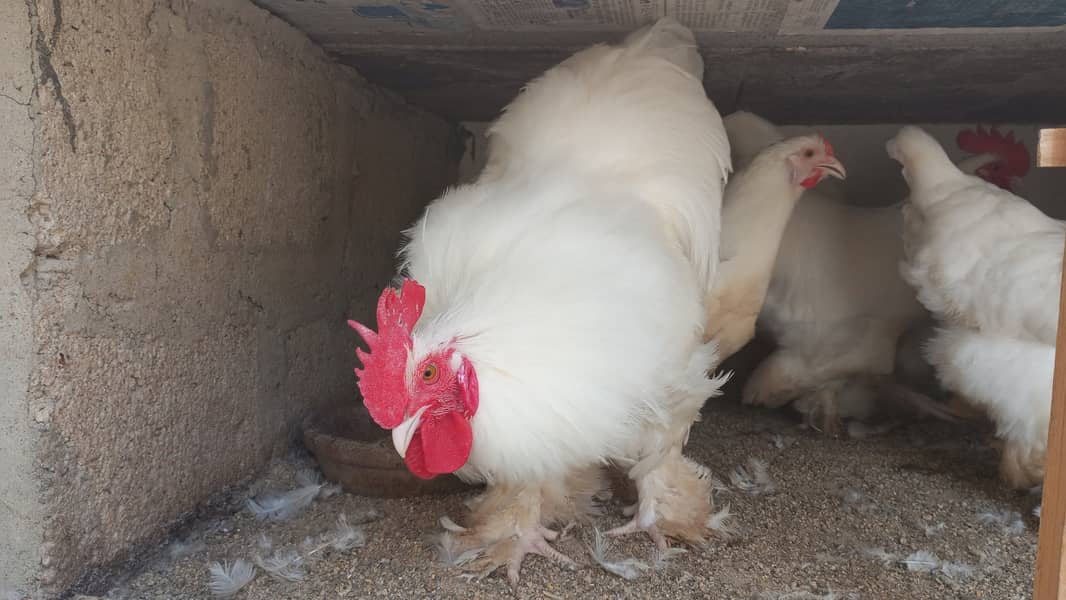 Golden and White buff Roosters 2