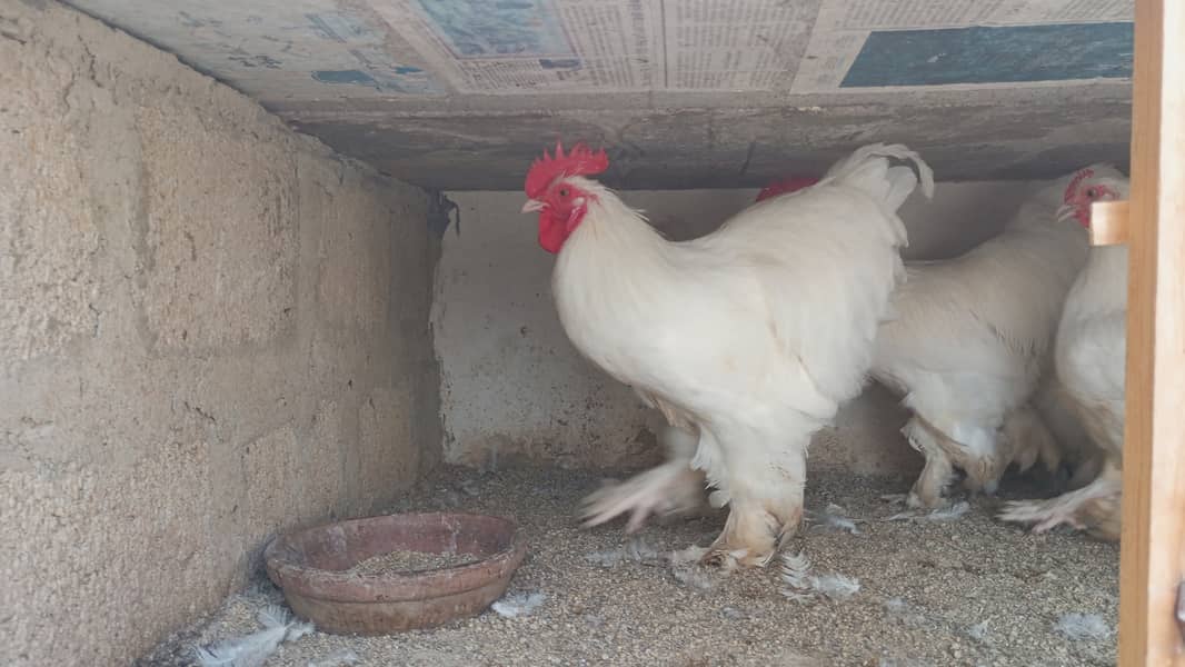 Golden and White buff Roosters 3