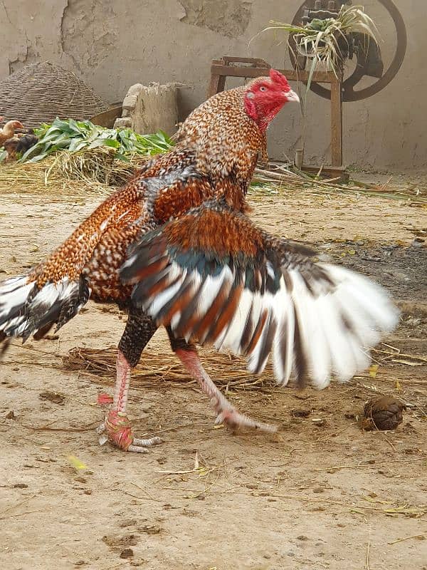 full high qualty murgha for sale price 13000 serf 4