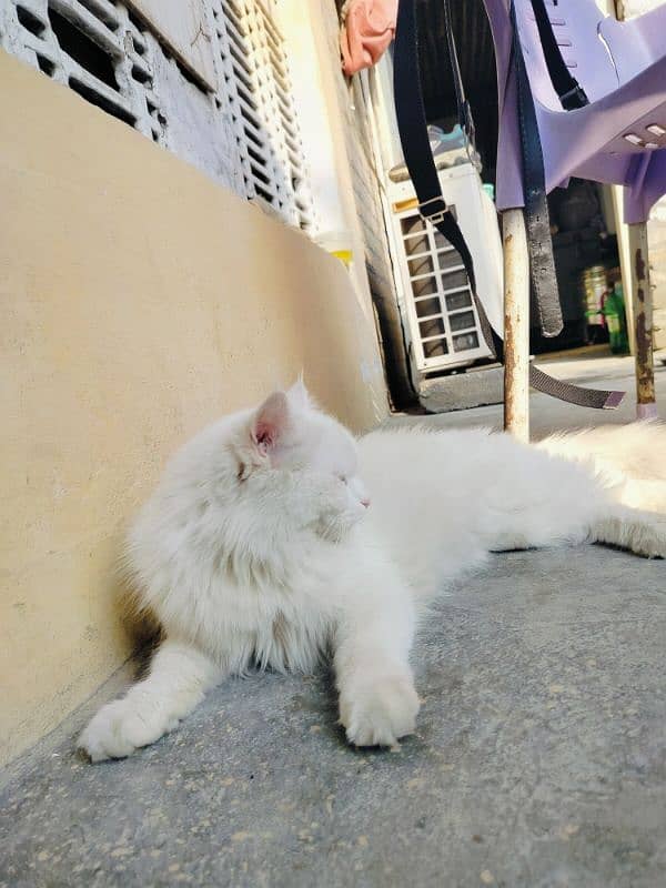 Persian cat with blue eyes 3 coated 1