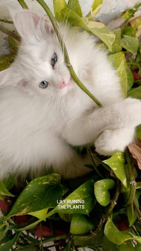 Persian cat with blue eyes 3 coated 2