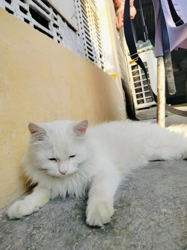 Persian cat with blue eyes 3 coated 3