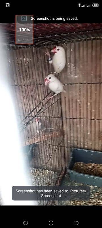 white java pair with chick forsell 0